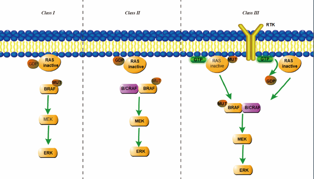 BRAF相關(guān)突變細(xì)胞-科佰生物