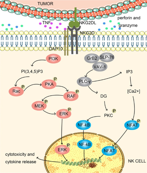 NK細(xì)胞激活總開關(guān)：NKG2D_南京科佰生物